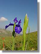 Flors_359.jpg
