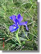 Flors_360.jpg