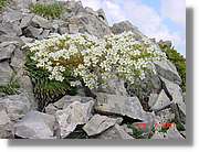 Flors_361.jpg