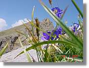 Flors_362.jpg