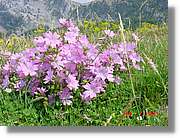 Flors_363.jpg