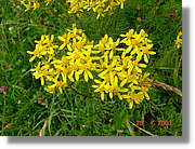Flors_364.jpg