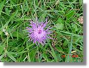Flors_365.jpg