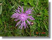 Flors_366.jpg