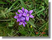 Flors_367.jpg
