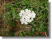Flors_368.jpg