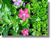 Flors_369.jpg