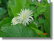 Flors_370.jpg