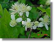 Flors_371.jpg