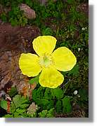 Flors_372.jpg