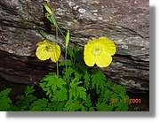 Flors_373.jpg