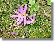 Flors_374.jpg