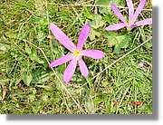Flors_375.jpg