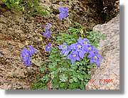Flors_376.jpg