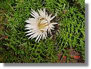 Flors_377.jpg