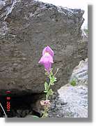 Flors_378.jpg
