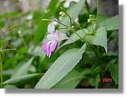 Flors_379.jpg