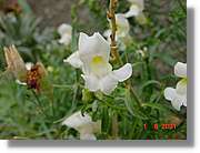 Flors_380.jpg