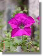 Flors_381.jpg