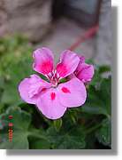 Flors_382.jpg