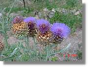 Flors_383.jpg