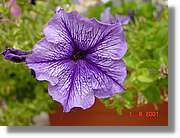 Flors_384.jpg
