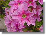 Flors_385.jpg