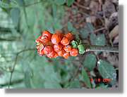 Flors_386.jpg