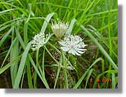 Flors_389.jpg