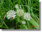 Flors_390.jpg