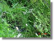 Flors_391.jpg