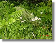 Flors_392.jpg