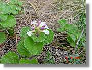 Flors_393.jpg