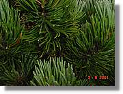 Flors_395.jpg