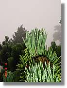 Flors_396.jpg