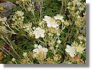 Flors_398.jpg