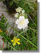 Flors_399.jpg