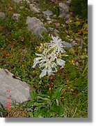 Flors_400.jpg