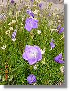 Flors_401.jpg