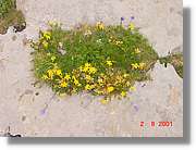 Flors_402.jpg