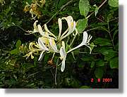 Flors_403.jpg