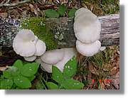 Flors_404.jpg