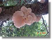Flors_405.jpg