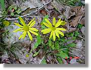 Flors_406.jpg