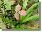 Flors_407.jpg