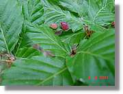 Flors_408.jpg