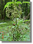 Flors_409.jpg