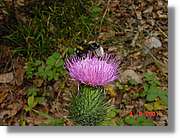 Flors_410.jpg