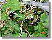 Flors_411.jpg