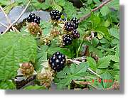 Flors_412.jpg